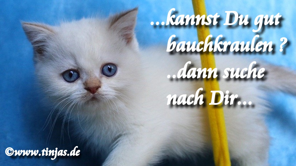 Britisch Kurzhaar Katzenbabys